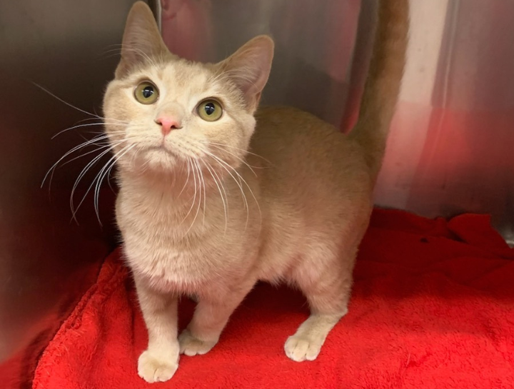 Adoptable Pets Crabapple Knoll Veterinary Clinic